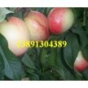 油桃价格-陕西万亩46-28油桃价格，48油桃基地行情