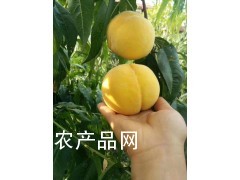 黄金蜜毛桃-陕西黄金蜜毛桃价格，黄金蜜一号毛桃行情图2