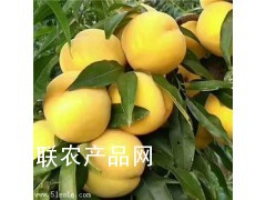 黄金蜜毛桃-陕西黄金蜜毛桃价格，黄金蜜一号毛桃行情图3