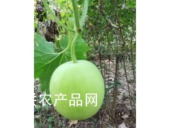 最新品种冬瓜种子技术 香芋冬瓜种子图3