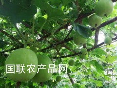 冬瓜种子 冬瓜菜种子 香芋冬瓜种子图3