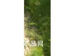 山东济南瑞农农业专供芦笋种苗批发图2