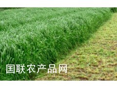 高产济南高产牧草种子 高产黑麦草种子图1