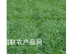 高产济南高产牧草种子 高产黑麦草种子图2