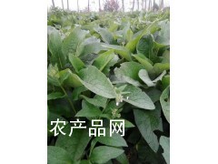 牧草种子图片 俄罗斯饲料菜种子图片 蔬菜种子图片图2