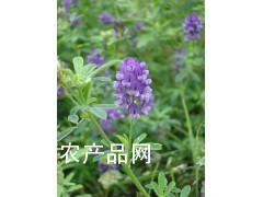 进口紫花苜蓿种子批发价格图1