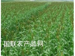 济南大力士甜高粱牧草种子批发牧草种子图片图1