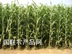 济南大力士甜高粱牧草种子批发牧草种子图片图2