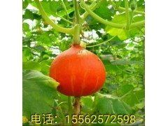 红蜜南瓜种子 雪莲果种子 养心菜种子图3