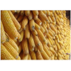 中国农产品：玉米