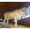 供应哪里有小尾寒羊养殖场自家养殖多胎高腿小尾寒羊母羊