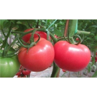 鸡西西红柿苗出售 大量供应西红柿种苗