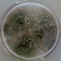 哈茨木霉 微生物菌剂 生物肥料