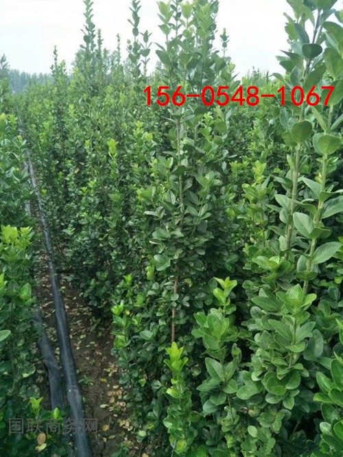 1547779395426194_副本